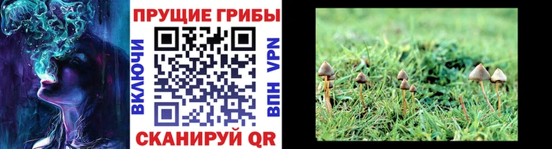 Галлюциногенные грибы Cubensis  дарнет шоп  Юрьевец 